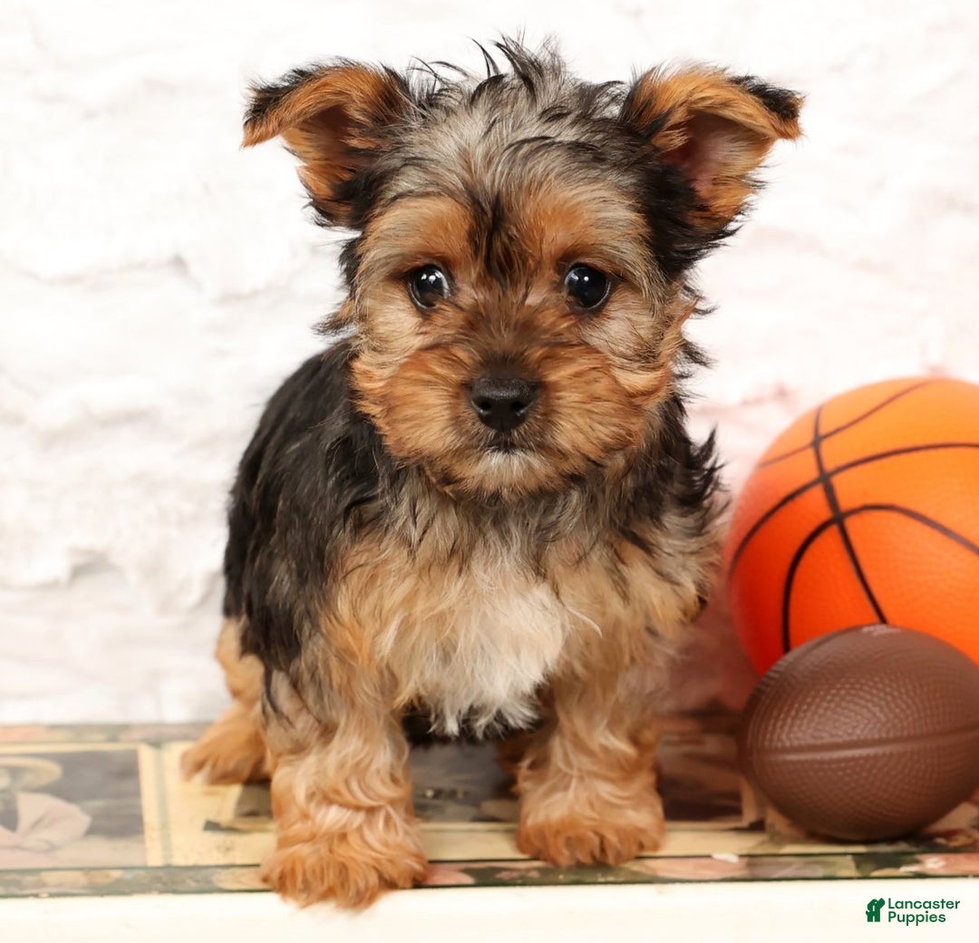 Yorkshire Terrier dogs for sale: Lola - Ad 8