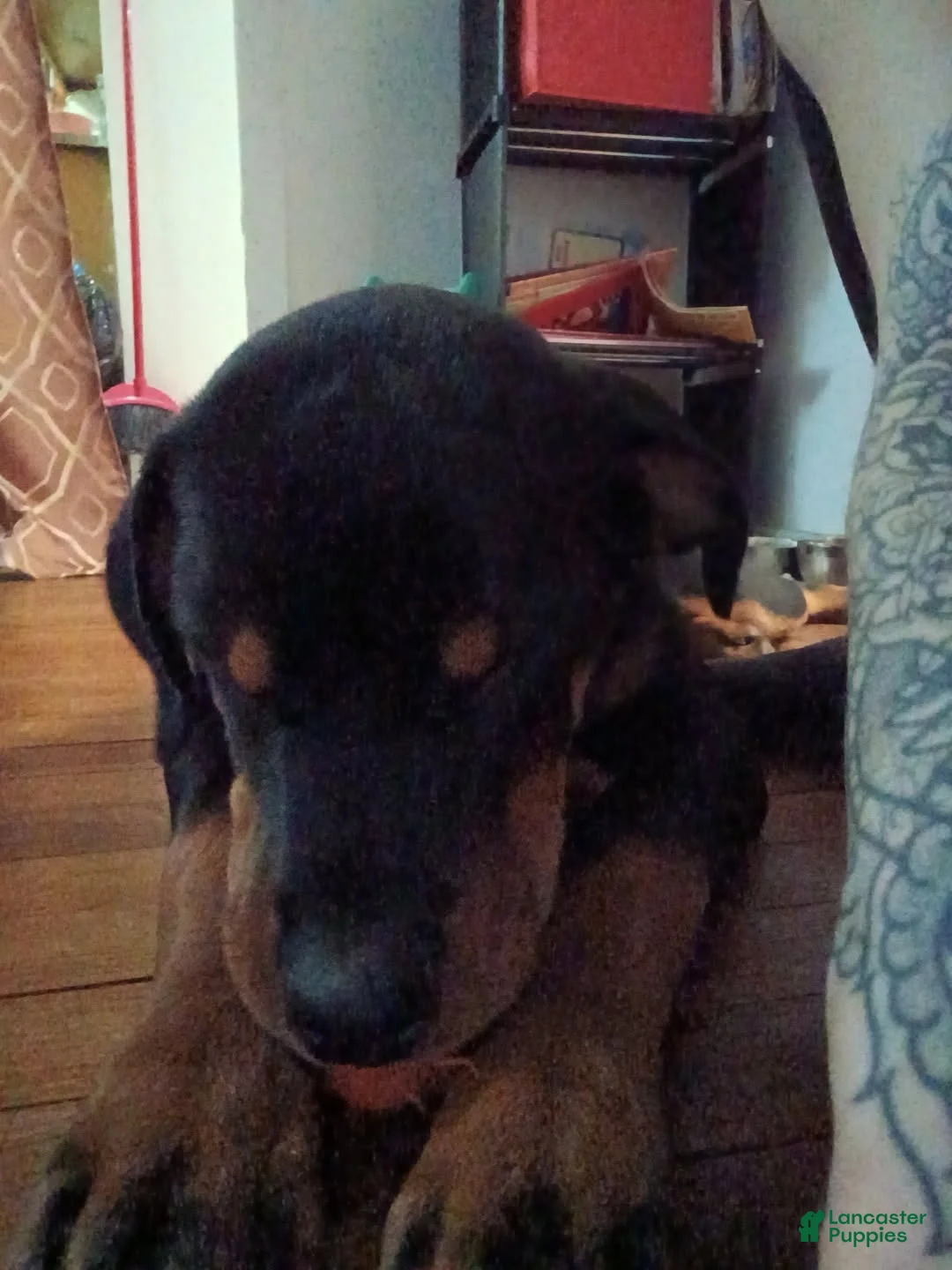 Rottweiler dogs for sale: Rottweiler Puppy 1 - Ad 5