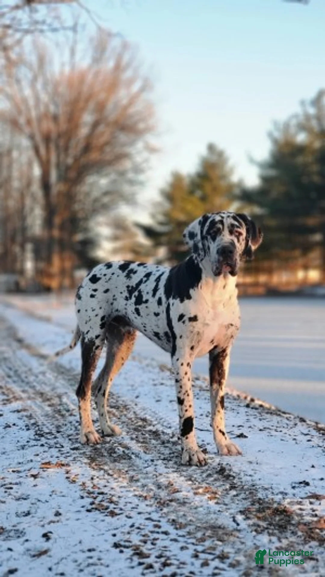 Great Dane dogs for sale: Juniper - Ad 6