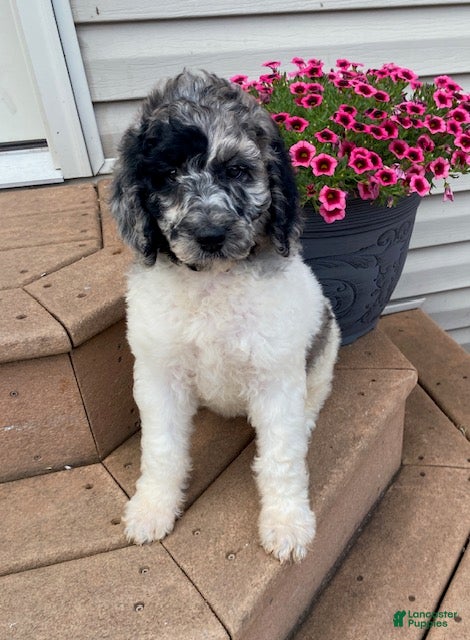 Standard Poodle dogs Tess- genetic clear - Ad 1