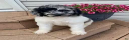 Standard Poodle dogs for sale: Tess- genetic clear - Ad 1