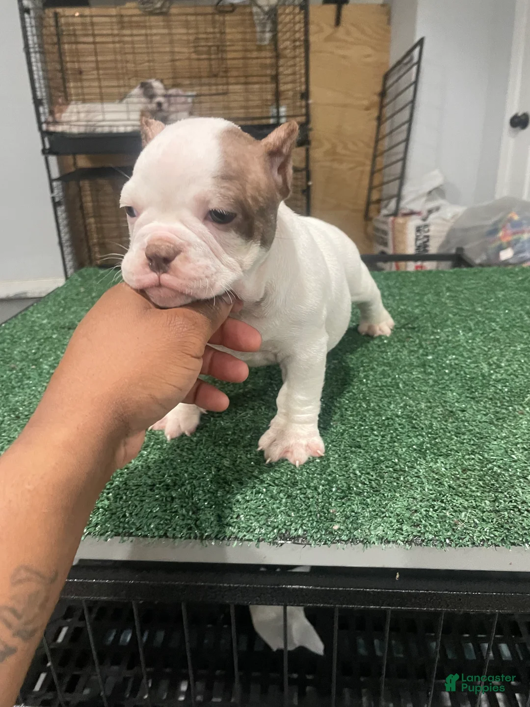 American Bully dogs for sale: Left eye - Ad 2