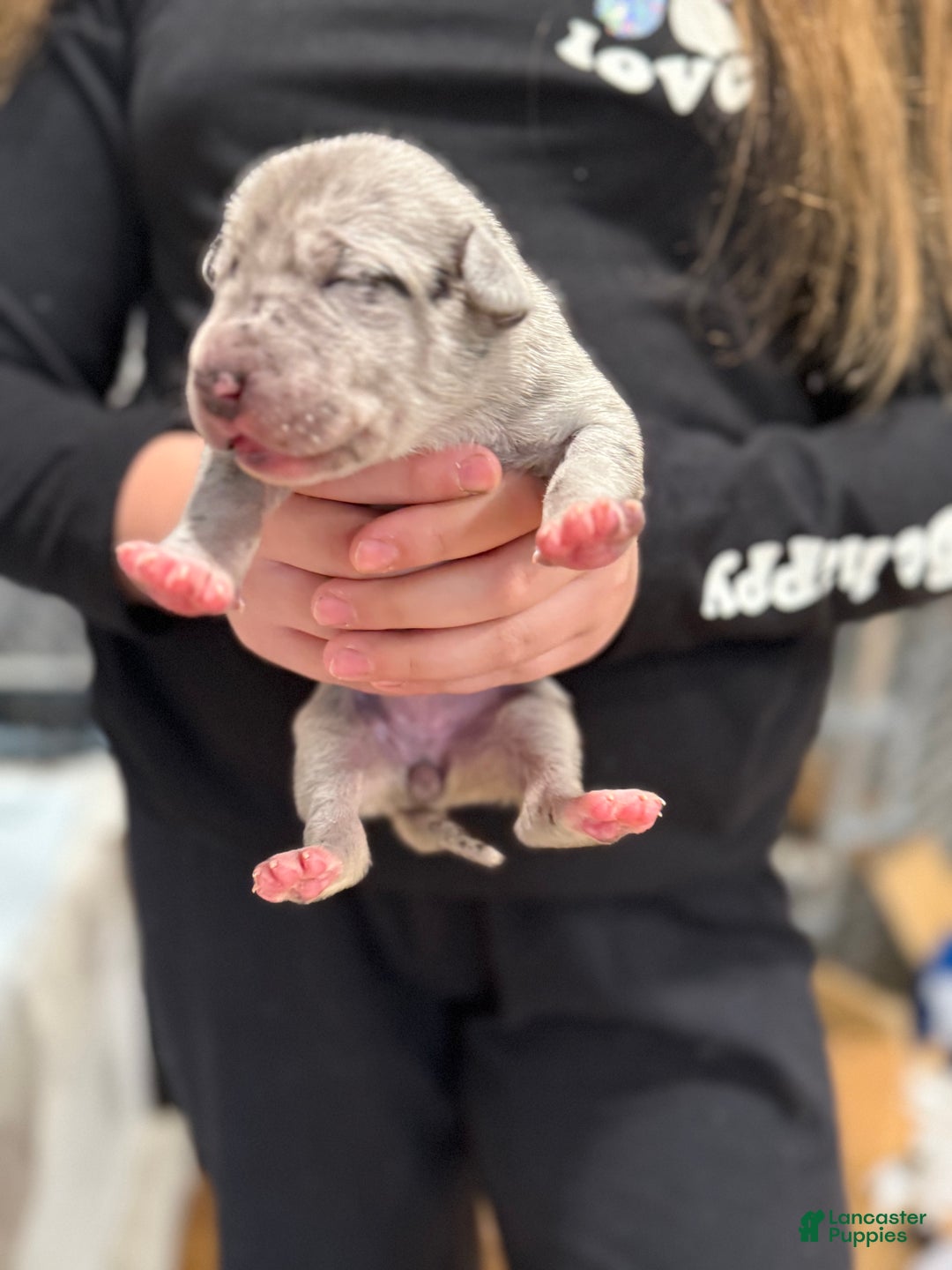 Great Dane dogs for sale: Merle  - Ad 3