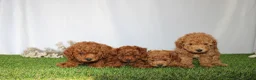 Toy Poodle dogs for sale: AKC Conner (tiny) - Ad 10