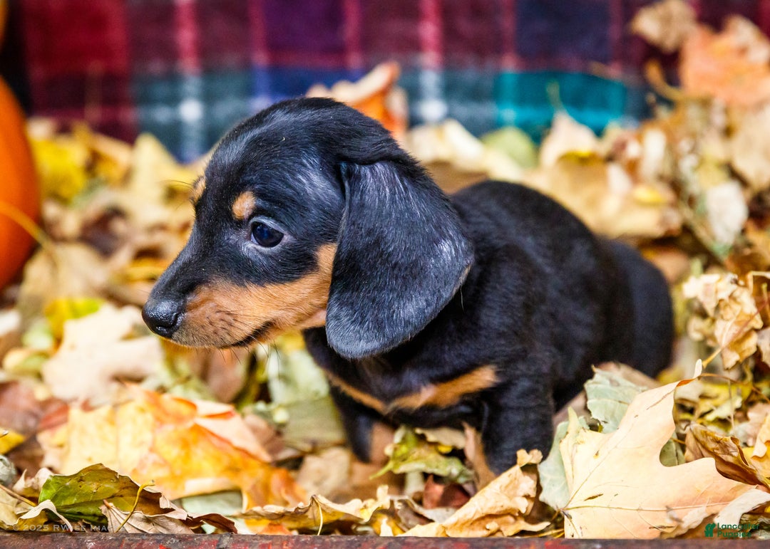 Miniature Dachshund dogs for sale: Roger - Ad 10