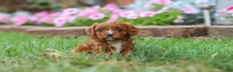 Cavapoo dogs for sale: Bodie - Ad 8