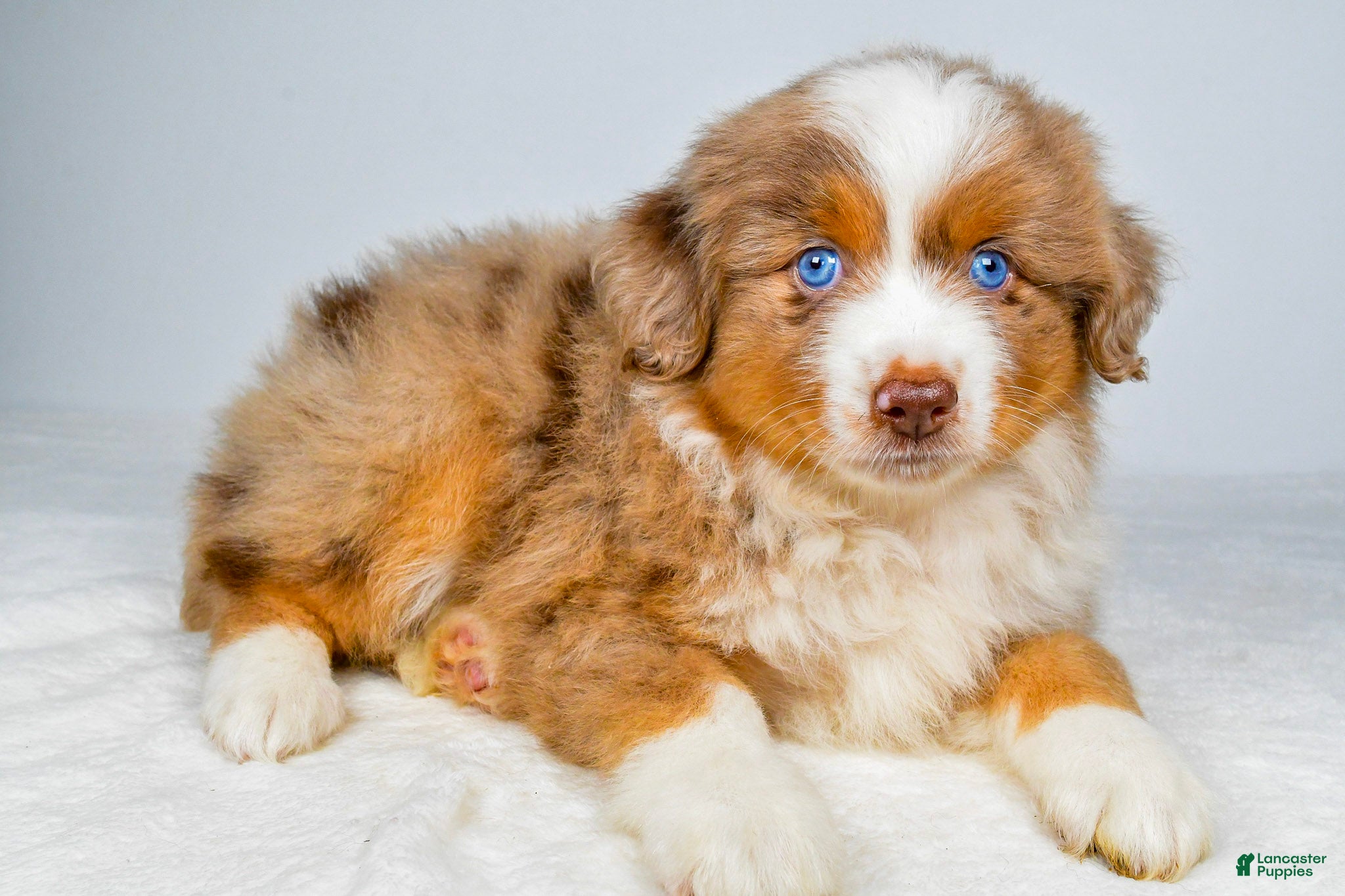 Miniature Australian Shepherd dogs Paris - Ad 2