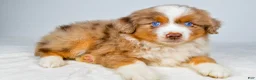 Miniature Australian Shepherd dogs for sale: Paris - Ad 2