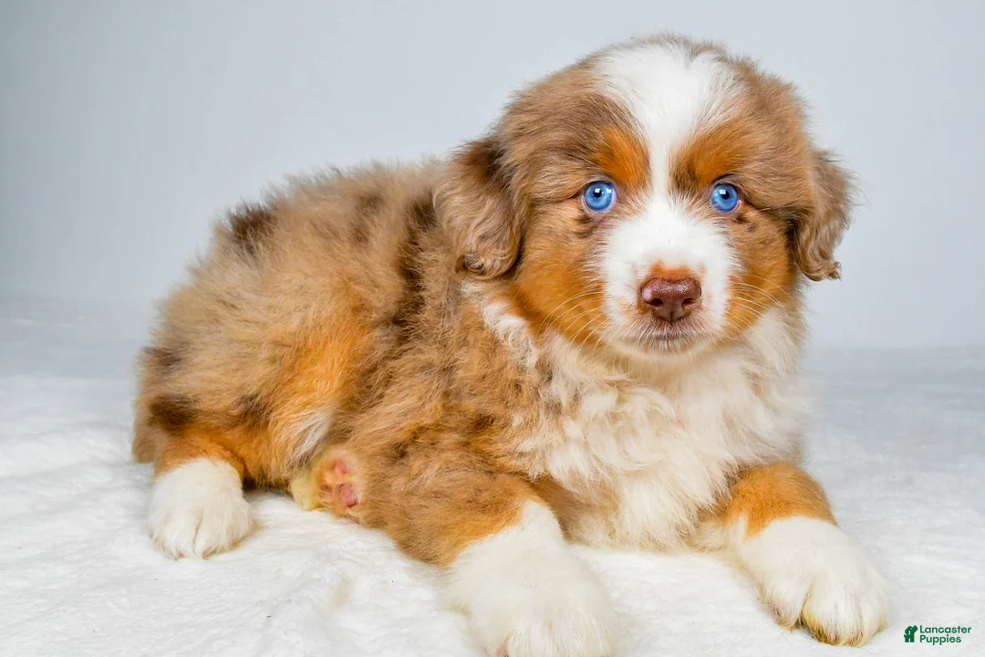 Miniature Australian Shepherd dogs for sale: Paris - Ad 2