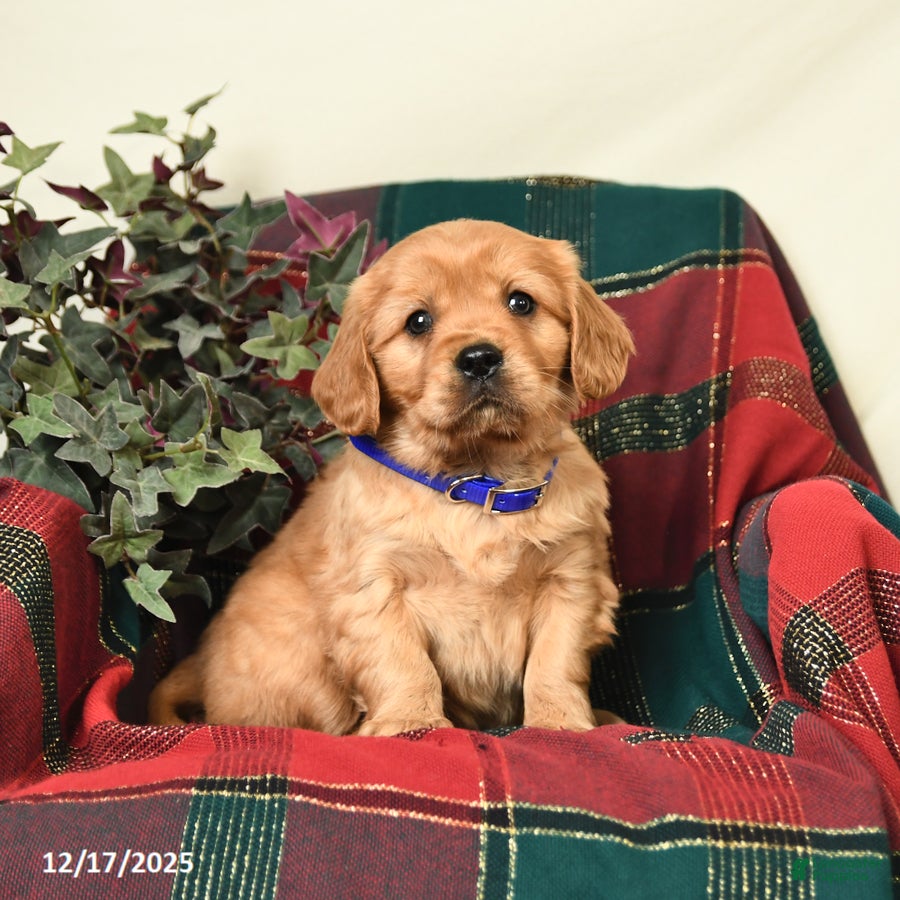 Miniature Golden Retriever dogs Timothy - Ad 22