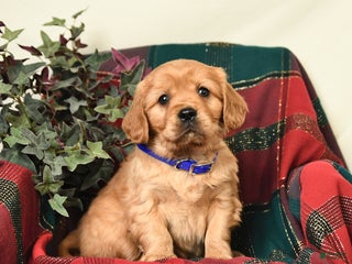 Miniature Golden Retriever dogs Timothy - Ad 22