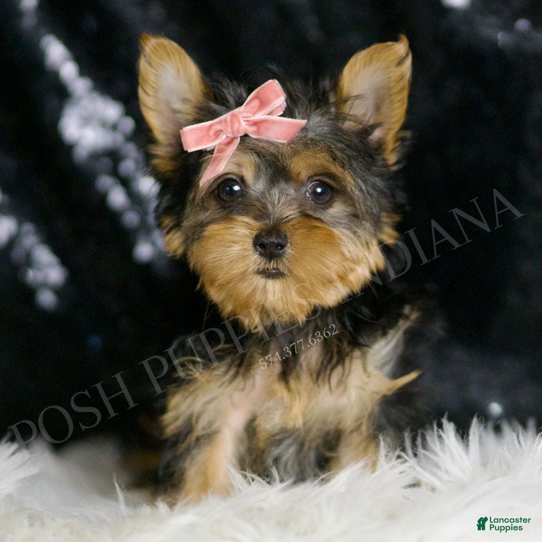 Yorkshire Terrier dogs Layla - Ad 1