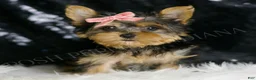 Yorkshire Terrier dogs for sale: Layla - Ad 1