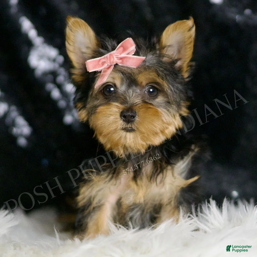 Yorkshire Terrier dogs for sale: Layla - Ad 1