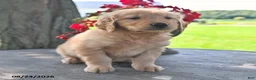 Golden Retriever dogs for sale: Tommy - Ad 4