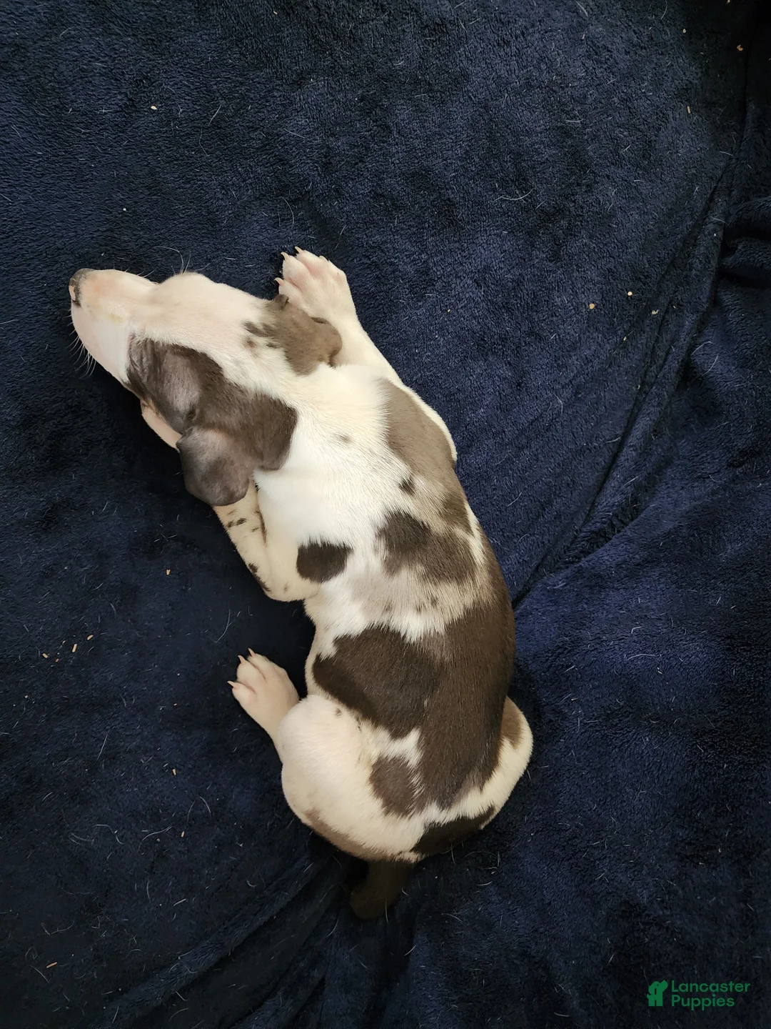 Catahoula Leopard Dog dogs for sale: Gabby F2025 M3 Catahoula puppy - Ad 19