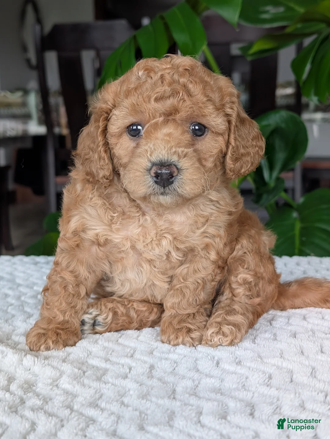 Bichpoo dogs for sale: Daisy  - Ad 2