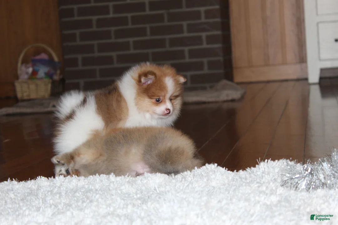 Pomeranian dogs for sale: Kenny - Ad 13