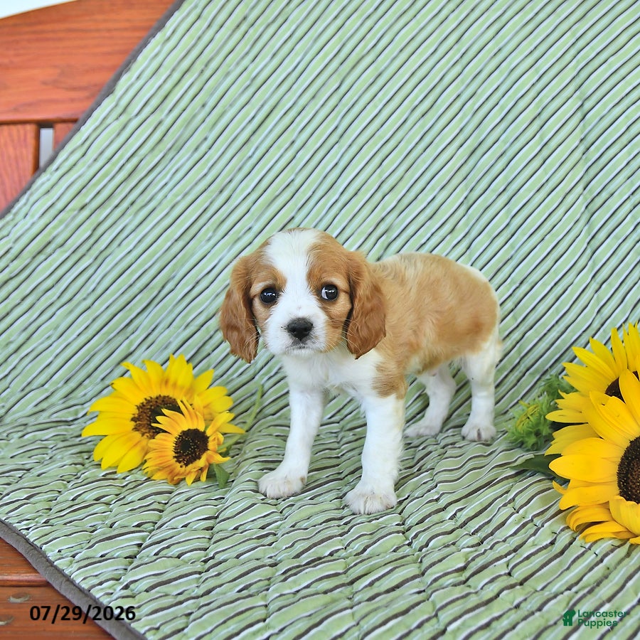 Cavalier King Charles Spaniel dogs Travis - Ad 2