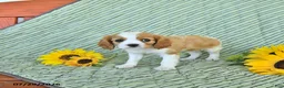 Cavalier King Charles Spaniel dogs for sale: Travis - Ad 3