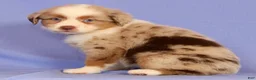 Miniature Australian Shepherd dogs for sale: Darlene - Ad 5