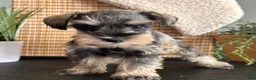 Miniature Schnauzer dogs for sale: Ruby - Ad 7