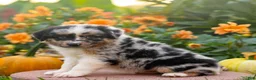 Miniature Australian Shepherd dogs for sale: Kore - Ad 3