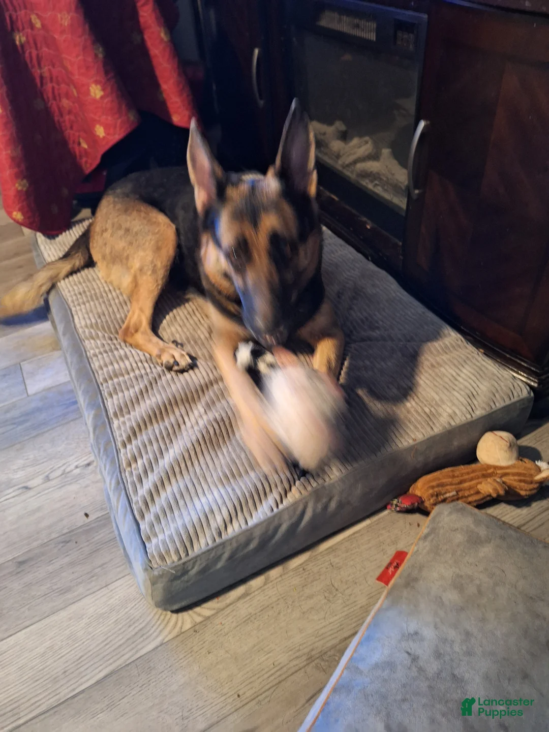 Mixed Breed dogs for sale: Mixed Breed Puppy 4 - Ad 2