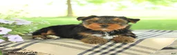 Yorkshire Terrier dogs for sale: Hammie - Ad 5