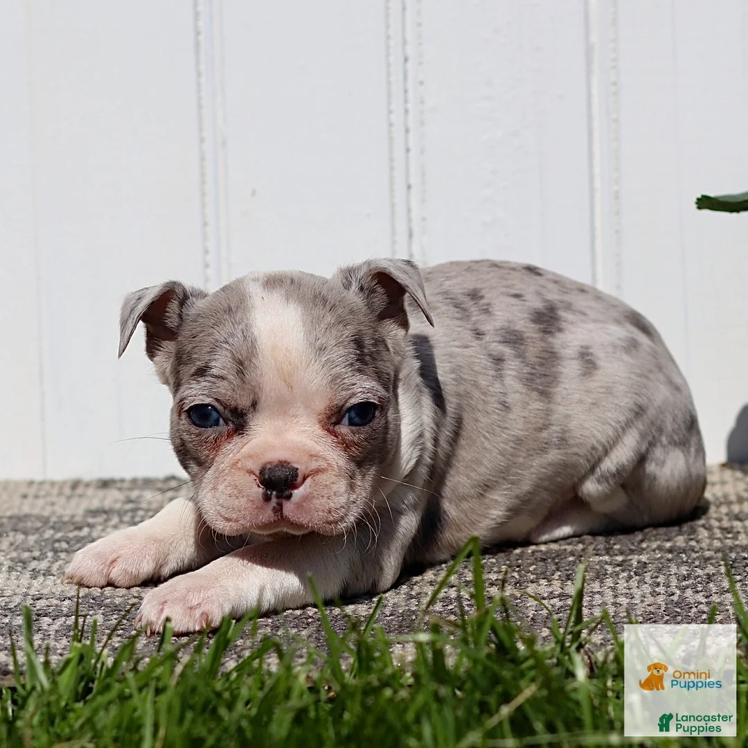 Boston Terrier dogs for sale: Megan - Ad 2