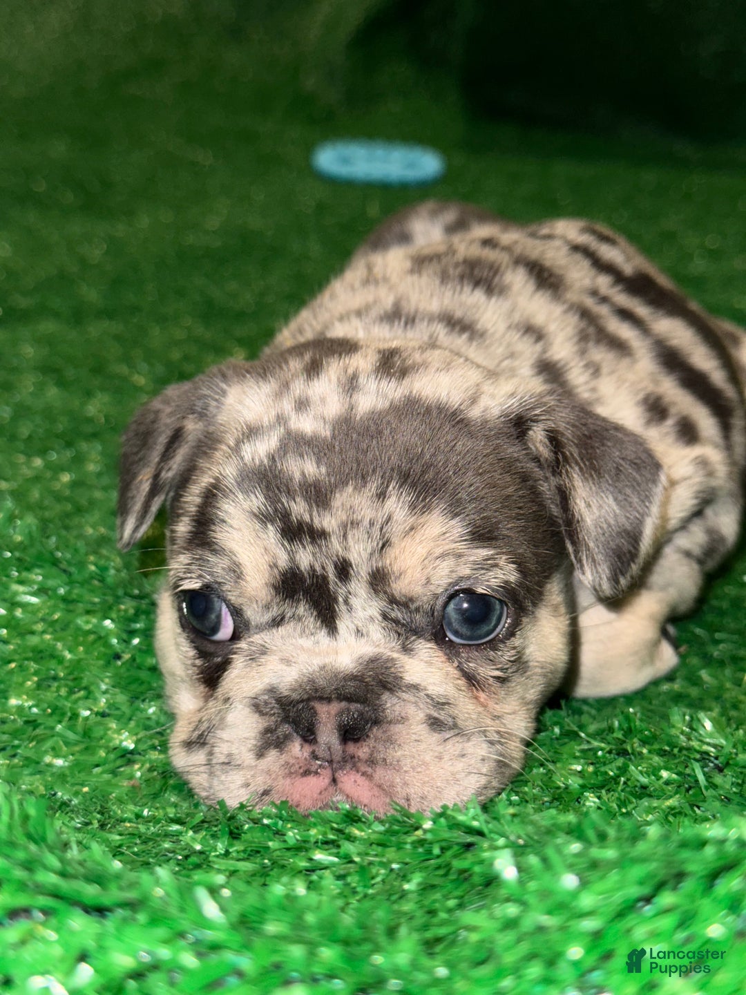 French Bulldog dogs for sale: French Bulldog Puppy 2 - Ad 1