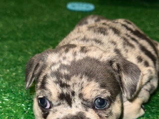 French Bulldog dogs French Bulldog Puppy 2 - Ad 24