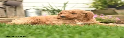 Goldendoodle dogs for sale: Rover - Ad 5