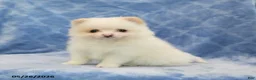 Pomeranian dogs for sale: Flora   - Ad 4