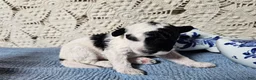 Mini Goldendoodle dogs for sale: Basil - Ad 13