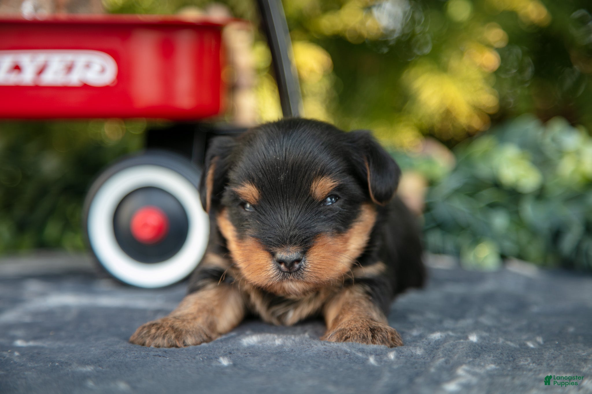 Yorkshire Terrier dogs Titus - Ad 2
