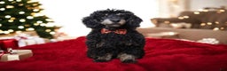 Toy Poodle dogs for sale: Jett - Ad 7