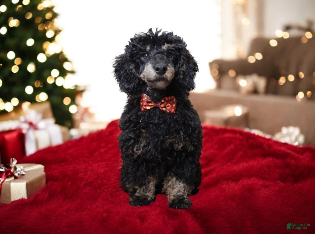 Toy Poodle dogs for sale: Jett - Ad 7