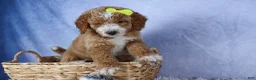 Mini Goldendoodle dogs for sale: 🐾 Meet Nova – F2B Mini Goldendoodle Puppy 🐾 - Ad 12