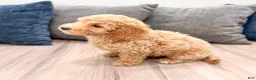 Miniature Labradoodle dogs for sale: Kelly - Ad 4
