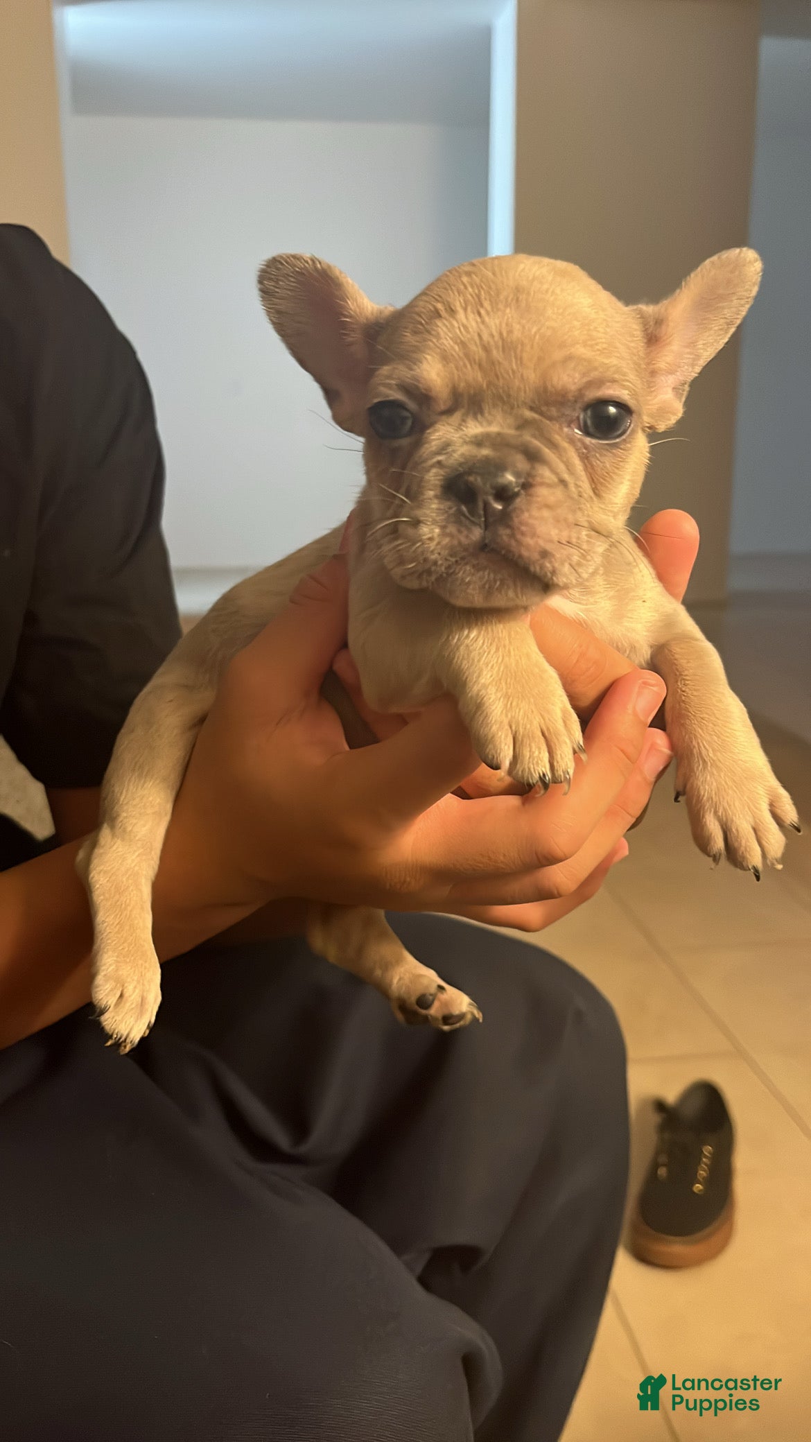 French Bulldog dogs French Bulldog 4 - Ad 36