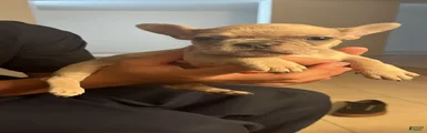French Bulldog 4