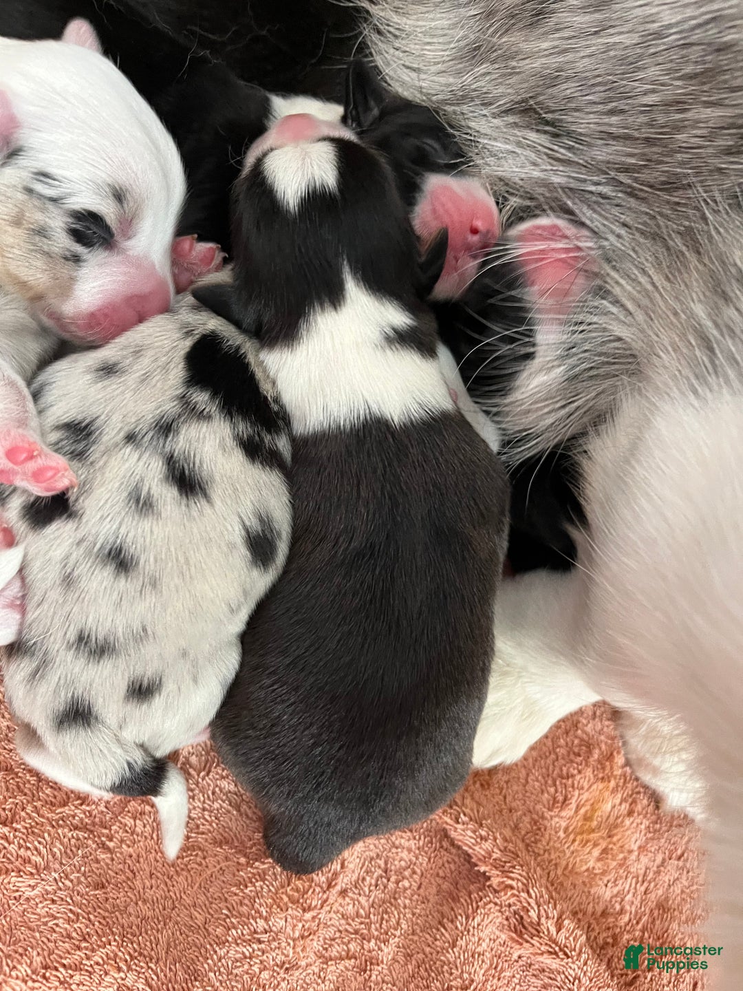 Welsh Corgi Cardigan dogs for sale: Welsh Corgi Cardigan Puppy 5: Tab - Ad 5