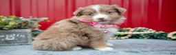 Miniature Australian Shepherd dogs for sale: Lily - Ad 3