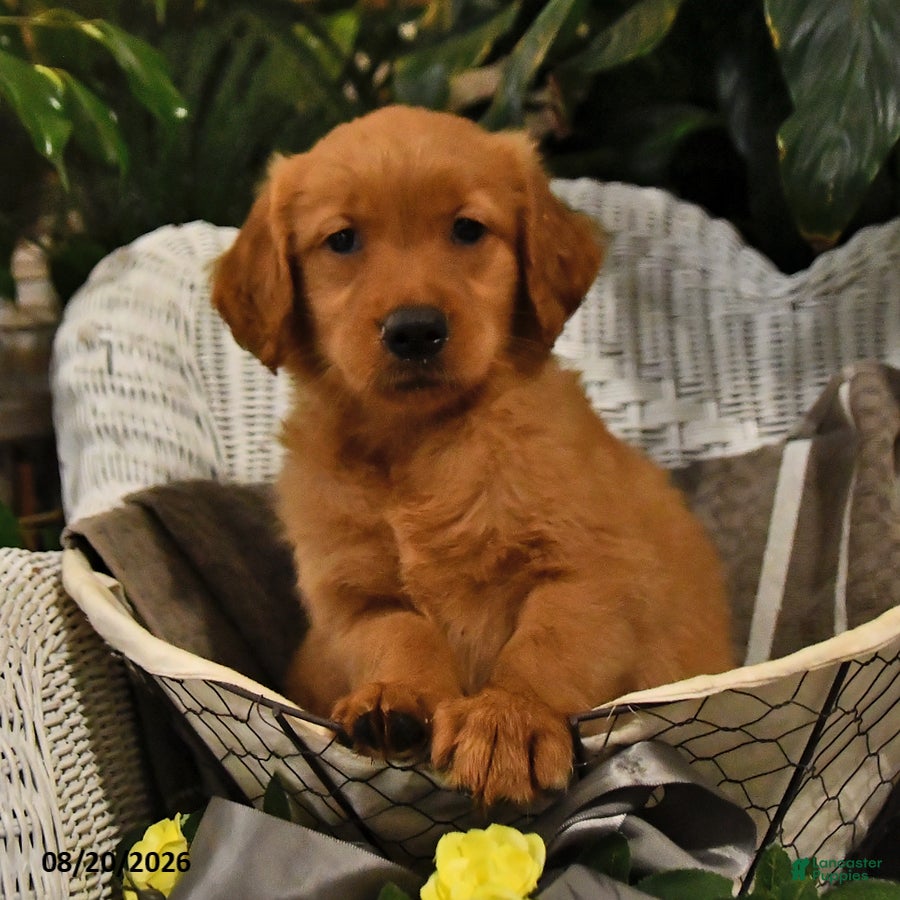 Golden Retriever dogs Brailey - Ad 1
