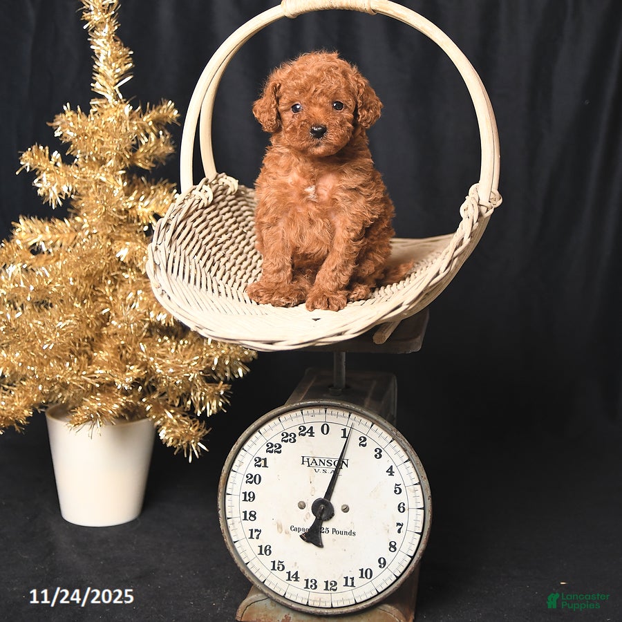 Toy Poodle dogs Tiny Benji - Ad 32
