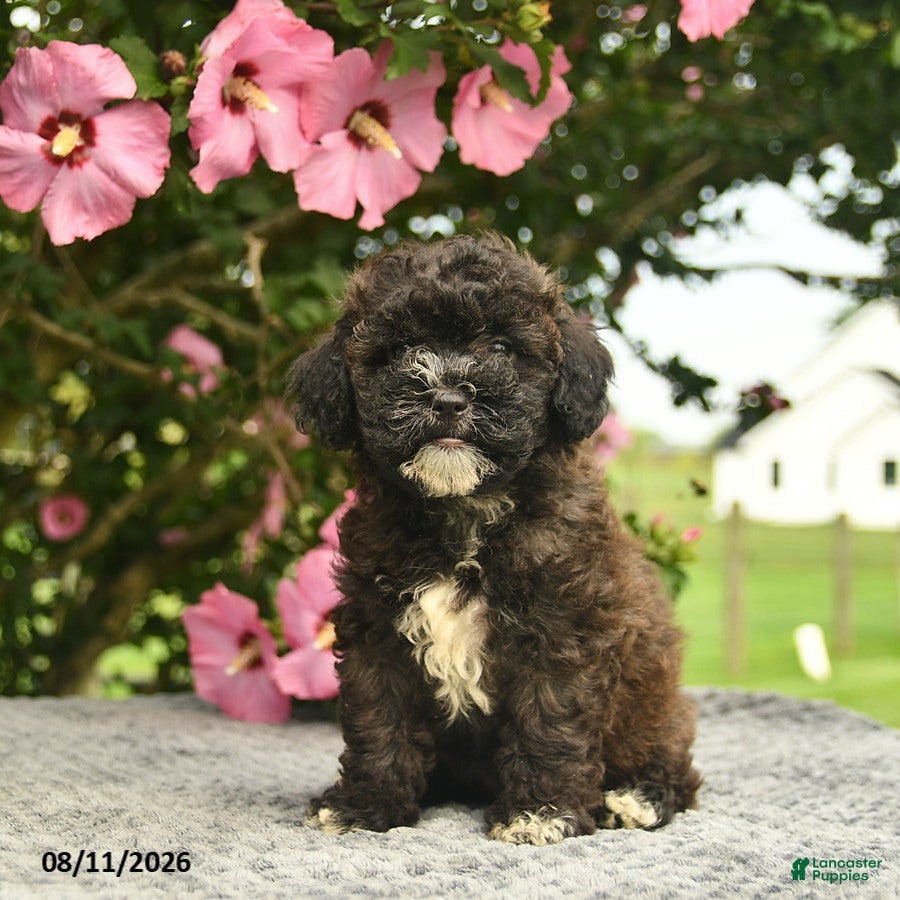 Mixed Breed dogs Audrey  - Ad 1