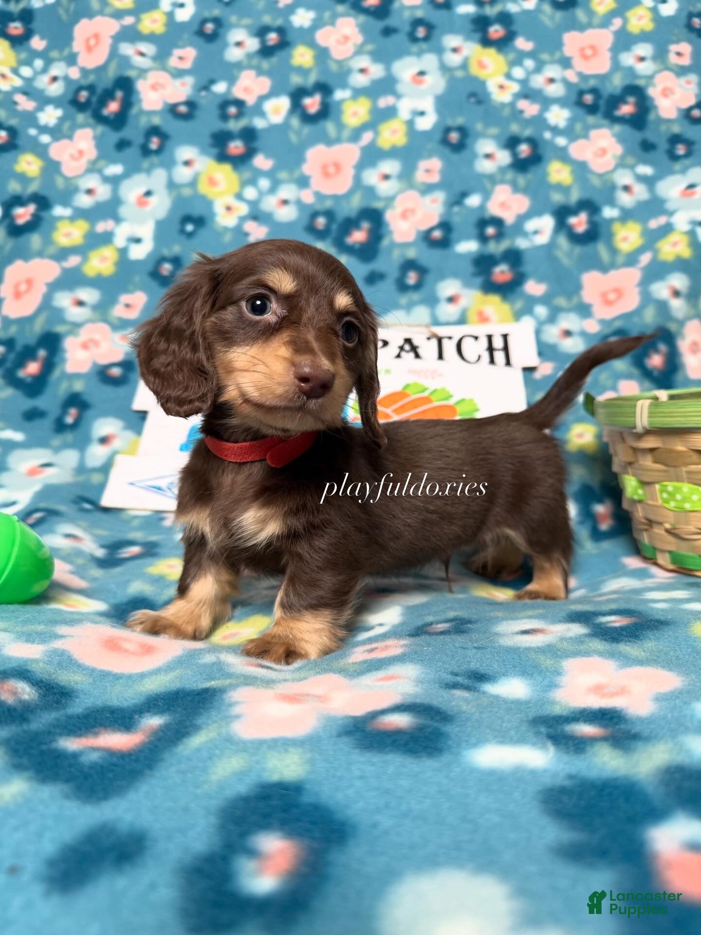 Miniature Dachshund dogs AKC Long Haired Darker Chocolate & Cream Male Miniature Dachshund Puppy - Ad 1