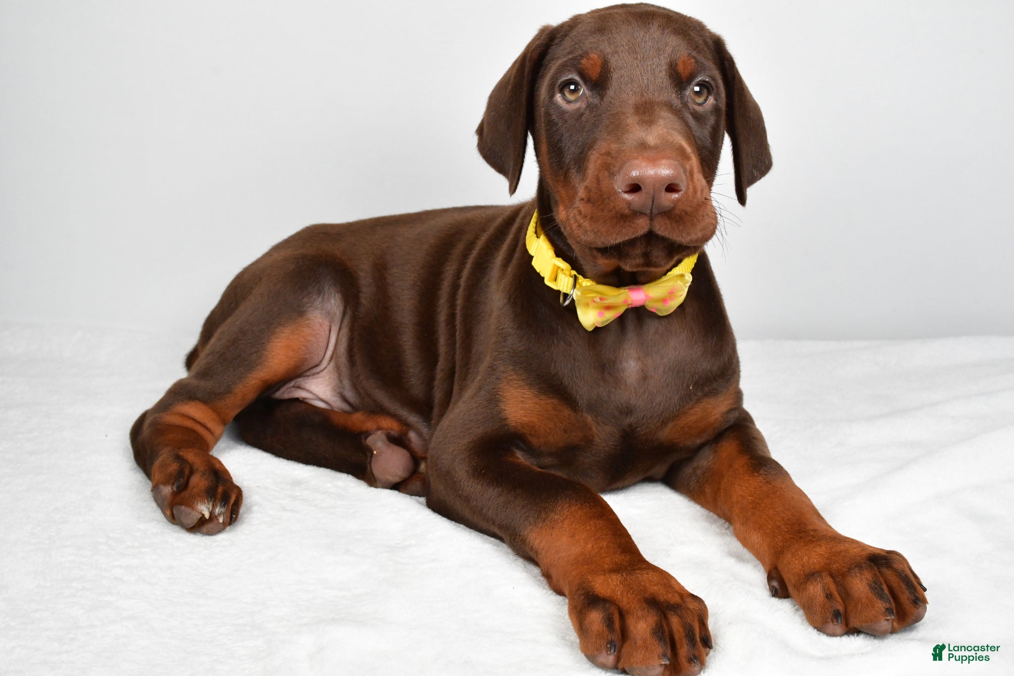 Doberman Pinscher dogs Lance - Ad 2