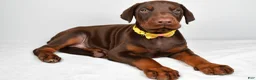 Doberman Pinscher dogs for sale: Lance - Ad 2